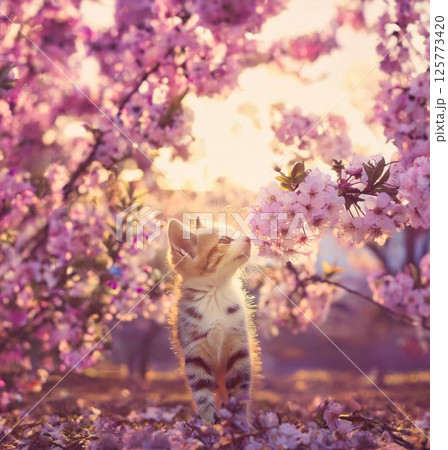 桜を見上げる子猫の春のひととき 125773420