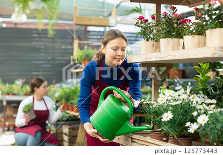 Gardener woman tending to potted chamomiles using watering can in container garden 125773443