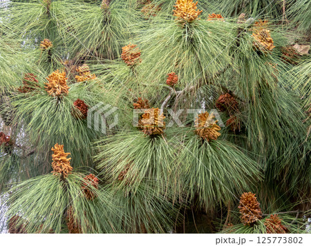 Male cones of pinus canariensis in Cordoba,Spain. 125773802