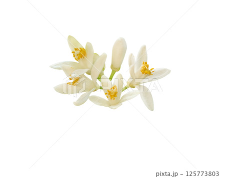 Orange tree white flowers and buds bunch isolated on white background. Citrus sinensis flowering plant. 125773803