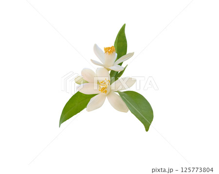 Orange blossom flowers and buds with green leaves isolated on white background 125773804