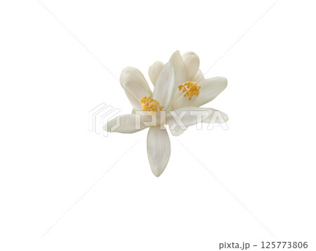 Orange blossom flowers and buds isolated on white background 125773806