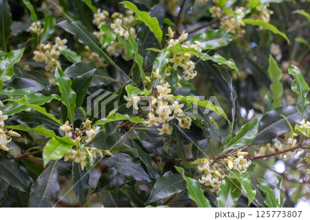 Pittosporum undulatum or sweet pittosporum white fragrant blossom. Ornamental tree blossom and lush foliage. Pittosporum undulatum or sweet pittosporum white fragrant blossom. Ornamental tree blossom and lush foliage. 125773807
