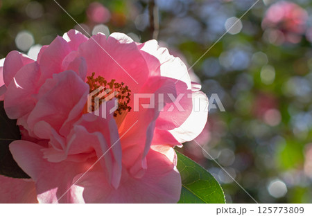 Pink camellia flower in the back lit. Flowering garden wallpaper. Natural aesthetic background. 125773809