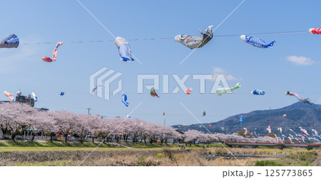 春の垂井町相川上空を泳ぐ鯉のぼり 春の垂井町相川上空を泳ぐ鯉のぼり 125773865