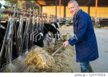 Male farmer feeding cows in stables with hay Male farmer feeding cows in stables with hay 125773919