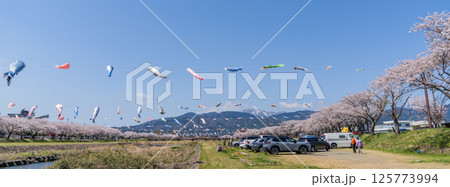 春の垂井町相川上空を泳ぐ鯉のぼり 春の垂井町相川上空を泳ぐ鯉のぼり 125773994