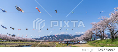 春の垂井町相川上空を泳ぐ鯉のぼり 125773997