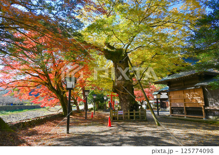 【島根県/津和野町】紅葉に染まる弥栄神社の大欅 125774098