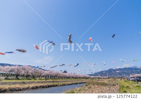春の垂井町相川上空を泳ぐ鯉のぼり 春の垂井町相川上空を泳ぐ鯉のぼり 125774122