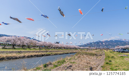 春の垂井町相川上空を泳ぐ鯉のぼり 春の垂井町相川上空を泳ぐ鯉のぼり 125774185