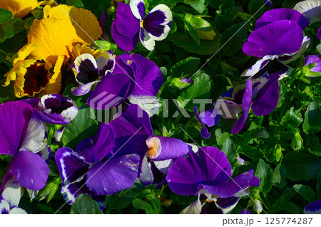 Purple yellow violets flowers on green meadow.Landscaping 125774287