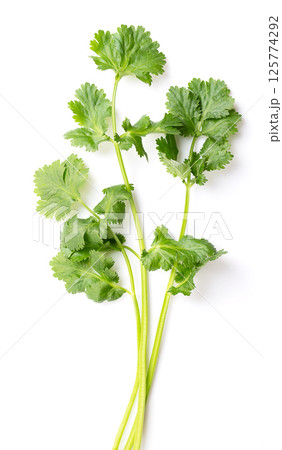 Fresh cilantro, stems of coriander with green leaves over white, from above. Coriandrum sativum, a herb with fresh and slightly citrus taste, but for others with an unpleasant soap-like taste. Photo 125774292