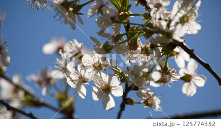 White cherry tree flowers blooming in spring against blue sky 125774382