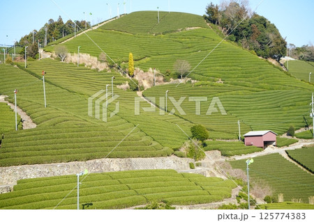 日本 茶畑の茶葉 日本 茶畑の茶葉 125774383