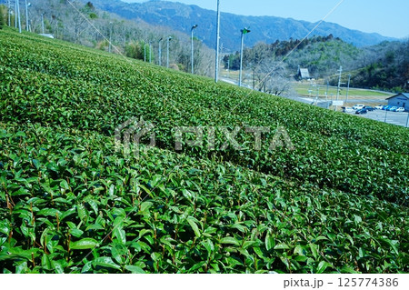 日本 茶畑の茶葉  125774386