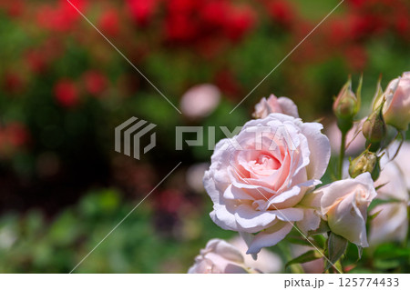 北海道岩見沢市、いわみざわ公園で咲き誇るバラ【7月】 125774433