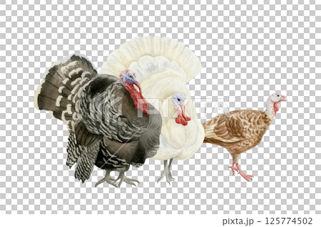 Turkeys family watercolor isolated illustration. White and black males and brown female farm birds hand drawn clip art. Poultry yard animals for fall and Thanksgiving Day realistic designs Turkeys family watercolor isolated illustration. White and black males and brown female farm birds hand drawn clip art. Poultry yard animals for fall and Thanksgiving Day realistic designs 125774502