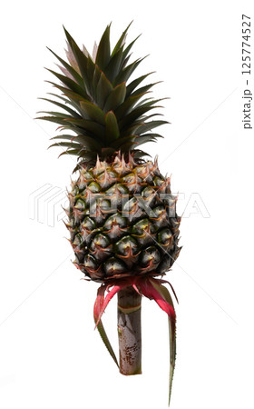 Ripe pineapple fruit with green with yellow with purple and red color peel isolated on white background, Colorful tasty tropical fruit in Thailand 125774527