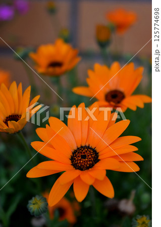 アフリカキンセンカ 125774698