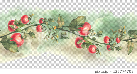 Tomato plant seamless border with red fruit, leaves and yellow flowers on watercolor spotted splashes green background. Vegetables crop realistic pattern. Painted isolated illustration for food label 125774705