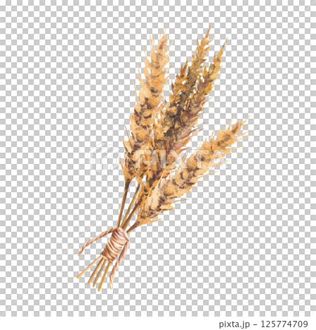 Bundle of malt ears tied with rope twine. Watercolor Barley spikes golden grain ears bouquet. Hand drawn illustration for beer label, brewery menu. Botanical realistic clipart isolated Illustration 125774709