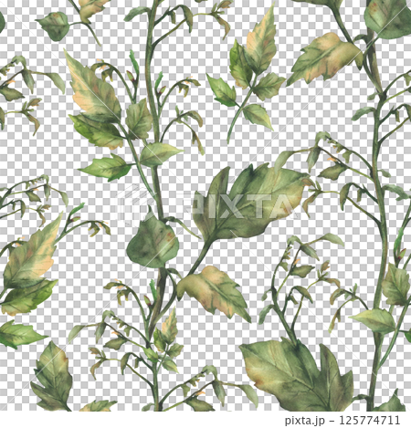Tomato plant green stem with leaves, without fruit and without flowers seamless pattern. Watercolor botanical agricultural, farming realistic fabric. Hand drawn illustration isolated from background 125774711