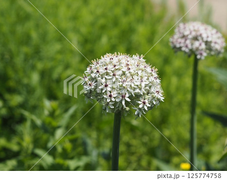 アリウム アリウム 125774758