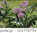 アリウム　 125774759