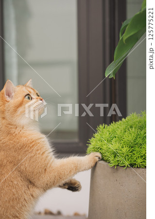 winter holiday and cat concept with british cat play with garden background winter holiday and cat concept with british cat play with garden background 125775221