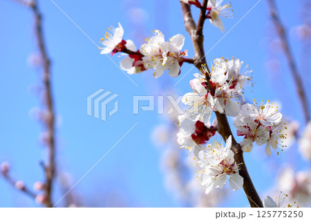 Nice white fruit spring flowers,blue sky. Tendeness,softness 125775250