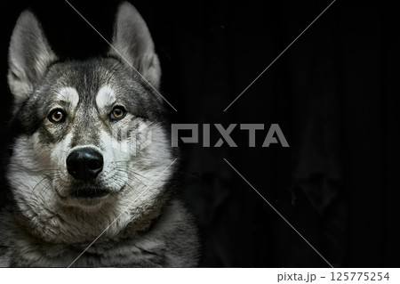 Security and safety.Domestic dog's head west siberian laika on black Security and safety.Domestic dog's head west siberian laika on black 125775254