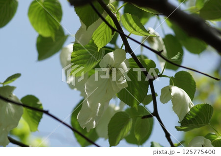 ハンカチの木 ハンカチの木 125775400