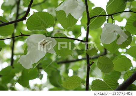 ハンカチの木 ハンカチの木 125775408