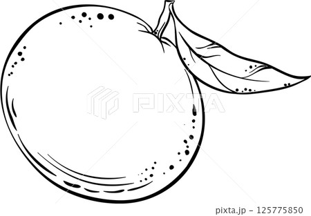 Tangerine Fruit Outline Illustration Tangerine Fruit Outline Illustration 125775850