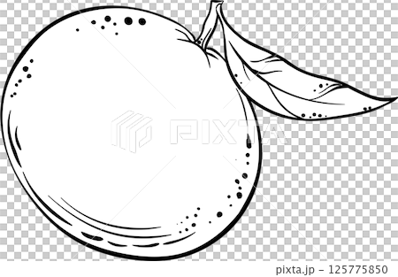 Tangerine Fruit Outline Illustration Tangerine Fruit Outline Illustration 125775850