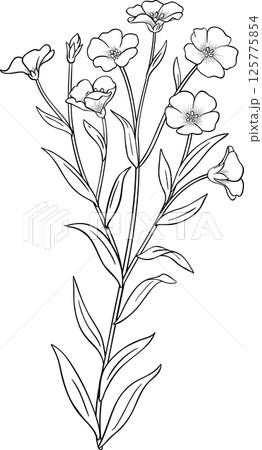 Flax Plant with Flowers and Leaves Outline Illustration 125775854