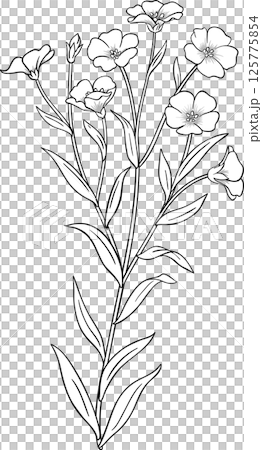 Flax Plant with Flowers and Leaves Outline Illustration 125775854