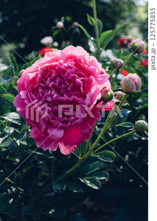 Peonies in bloom. 125775855