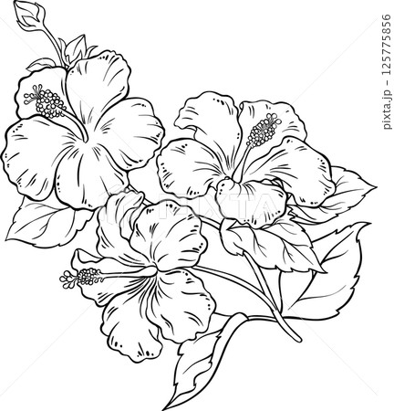 Hibiscus Branch with Flowers and Leaves Outline Illustration.  125775856