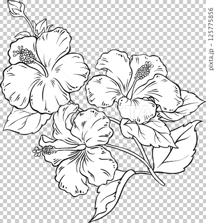 Hibiscus Branch with Flowers and Leaves Outline Illustration.  125775856