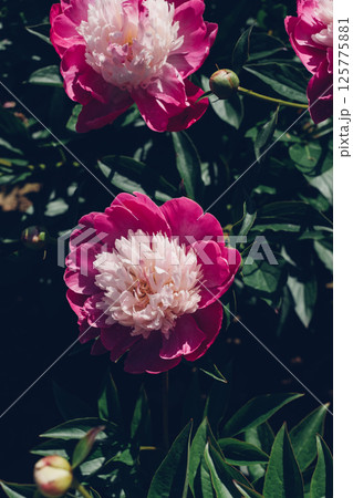 Peonies in bloom. Peonies in bloom. 125775881