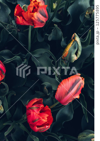 Blooming tulips. 125775895