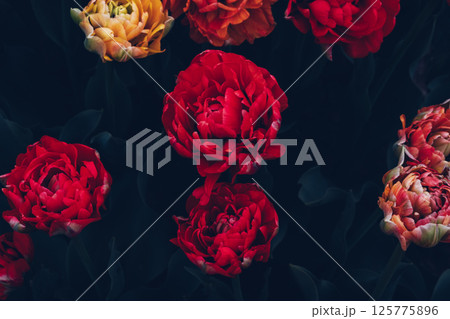 Colorful tulips in bloom. 125775896