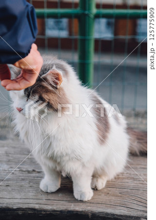 Longhaired cat. Longhaired cat. 125775909