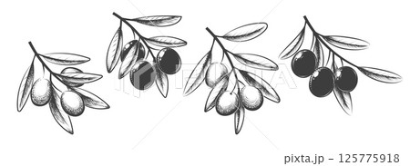 Engraving olive branches 125775918