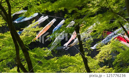 新緑をおよぐ 125776236