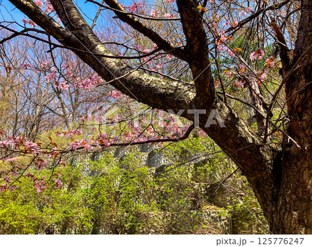 厚別神社（あしりべつ神社） 桜 札幌市清田区 春 125776247