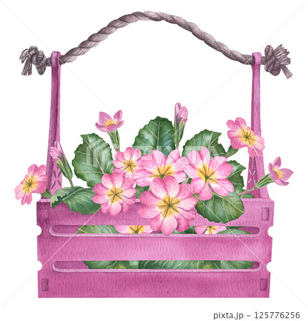 Pink primula flowers with green leaves and buds in wooden box. Hand drawn watercolor botanical illustration with primrose on isolated background. Can be use as print, poster, sticker, label Pink primula flowers with green leaves and buds in wooden box. Hand drawn watercolor botanical illustration with primrose on isolated background. Can be use as print, poster, sticker, label 125776256