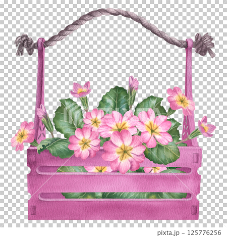 Pink primula flowers with green leaves and buds in wooden box. Hand drawn watercolor botanical illustration with primrose on isolated background. Can be use as print, poster, sticker, label Pink primula flowers with green leaves and buds in wooden box. Hand drawn watercolor botanical illustration with primrose on isolated background. Can be use as print, poster, sticker, label 125776256